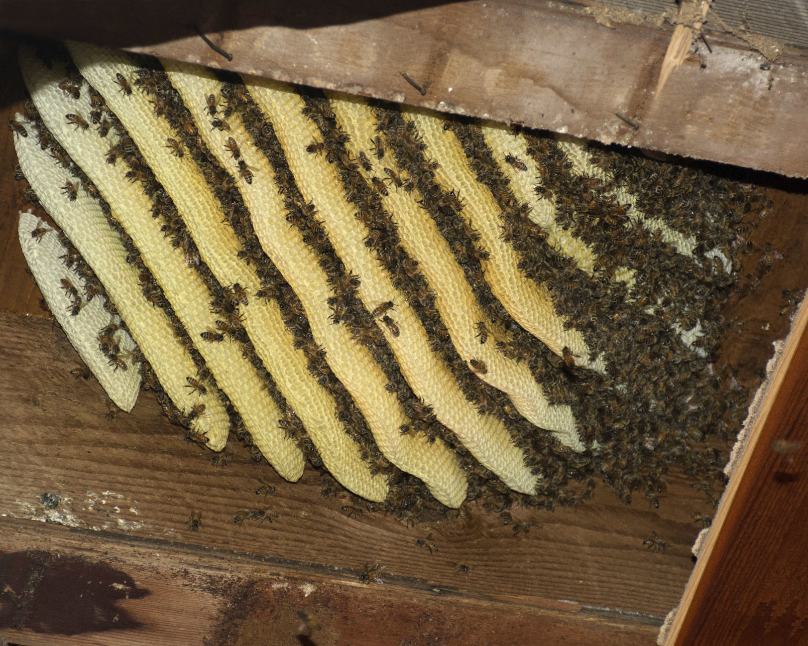 Bee hive at Swanson Arch